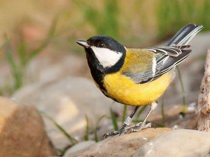 Parus major